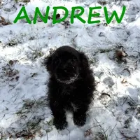 Andrew Neutered, a male Schnoodle for sale in New Richland, MN – Photo 3 of 4