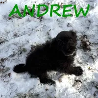 Andrew Neutered, a male Schnoodle for sale in New Richland, MN – Photo 1 of 4