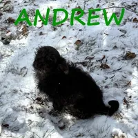 Andrew, a male Schnoodle for sale in New Richland, MN – Photo 2 of 4