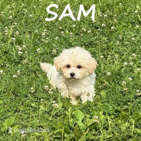 Sam – Shihpoo puppy for sale in New Richland, MN