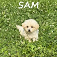 Sam, a male Shihpoo for sale in New Richland, MN – 1 of 3