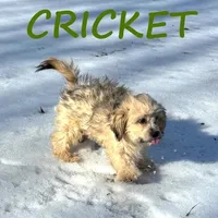 Cricket, a male Shihpoo for sale in New Richland, MN – Photo 3 of 3