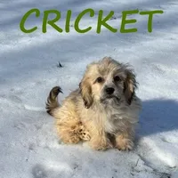 Cricket, a male Shihpoo for sale in New Richland, MN – Photo 1 of 3