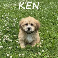 Ken, a male Shihpoo for sale in New Richland, MN – 2 of 3