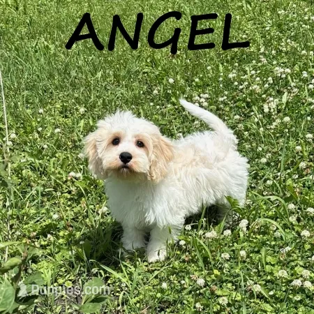 Angel  – Cockapoo puppy for sale in New Richland, MN