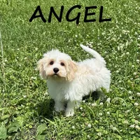 Angel , a female Cockapoo for sale in New Richland, MN – 3 of 3