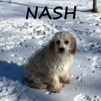 Nash Neutered, a male Cavapoo for sale in New Richland, MN – Photo 2 of 3
