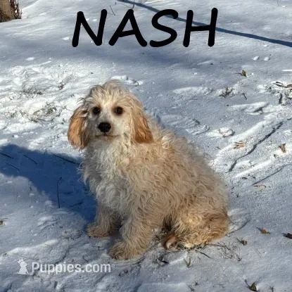Nash Neutered – Cavapoo puppy for sale in New Richland, MN