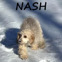 Nash Neutered, a male Cavapoo for sale in New Richland, MN – Photo 3 of 3