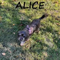 Alice Spayed, a female Miniature Schnauzer and Yorkshire Terrier for sale in New Richland, MN – 2 of 3
