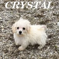 Crystal, a female Schnoodle for sale in New Richland, MN – 2 of 3