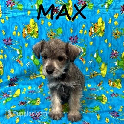 Max, a male Schnoodle for sale in New Richland, MN – Photo 1 of 3