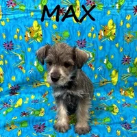 Max, a male Schnoodle for sale in New Richland, MN – Photo 1 of 3