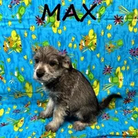 Max, a male Schnoodle for sale in New Richland, MN – Photo 2 of 3