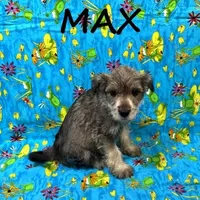 Max, a male Schnoodle for sale in New Richland, MN – Photo 3 of 3
