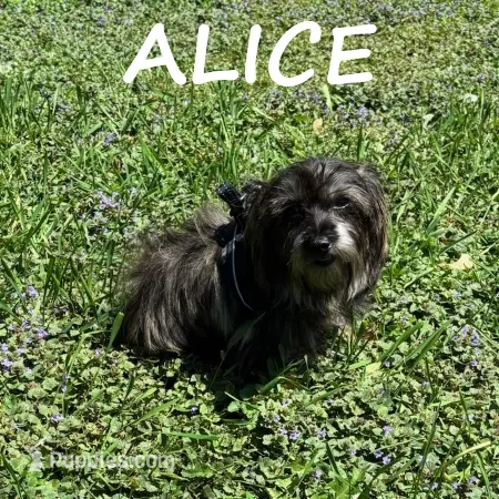 Alice  – Schnoodle, Yorkipoo puppy for sale in New Richland, MN