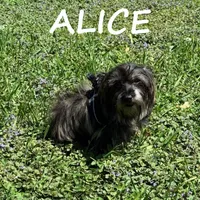 Alice , a female Schnoodle and Yorkipoo for sale in New Richland, MN – 1 of 3