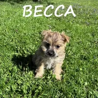 Becca, a female Cairn Terrier and Bichpoo for sale in New Richland, MN – 4 of 4