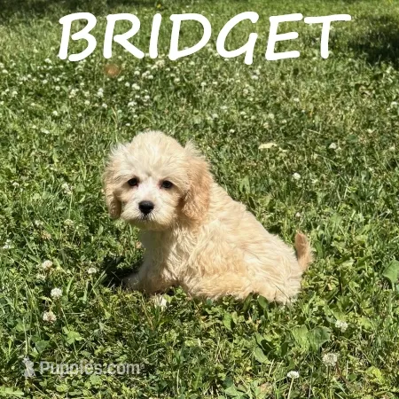 Bridget – Cockapoo puppy for sale in New Richland, MN