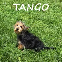 Tango, a male Yorkipoo for sale in New Richland, MN – 3 of 3