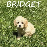 Bridget, a female Cockapoo for sale in New Richland, MN – 2 of 3