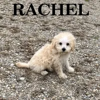 Rachel, a female Schnoodle for sale in New Richland, MN – 3 of 3