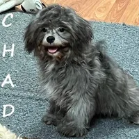 Chad, a male Shihpoo for sale in New Richland, MN – Photo 2 of 3