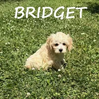 Bridget, a female Cockapoo for sale in New Richland, MN – 3 of 3