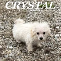 Crystal, a female Schnoodle for sale in New Richland, MN – 3 of 3