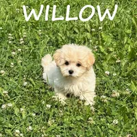 Willow, a female Shihpoo for sale in New Richland, MN – 2 of 3