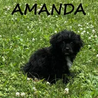 Amanda, a female Shihpoo for sale in New Richland, MN – 3 of 3