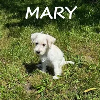 Mary, a female Schnoodle for sale in New Richland, MN – 3 of 3