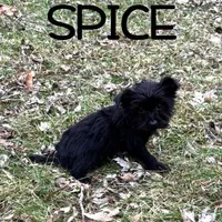 Spice, a female Yorkipoo for sale in New Richland, MN – Photo 2 of 4