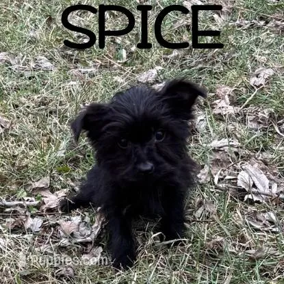 Spice – Yorkipoo puppy for sale in New Richland, MN