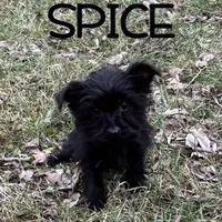 Spice, a female Yorkipoo for sale in New Richland, MN – Photo 1 of 4