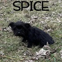 Spice, a female Yorkipoo for sale in New Richland, MN – Photo 3 of 4
