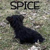 Spice, a female Yorkipoo for sale in New Richland, MN – Photo 4 of 4