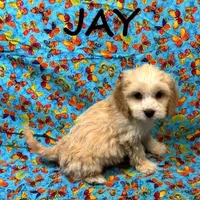 Jay, a male Cockapoo for sale in New Richland, MN – Photo 1 of 3