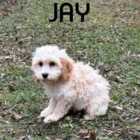 Jay, a male Cockapoo for sale in New Richland, MN – Photo 1 of 3