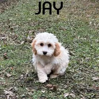 Jay, a male Cockapoo for sale in New Richland, MN – Photo 3 of 3