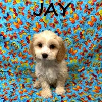 Jay, a male Cockapoo for sale in New Richland, MN – Photo 2 of 3