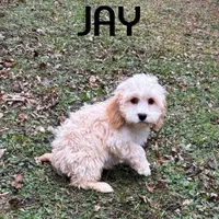 Jay, a male Cockapoo for sale in New Richland, MN – Photo 2 of 3