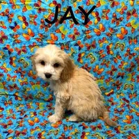 Jay, a male Cockapoo for sale in New Richland, MN – Photo 3 of 3