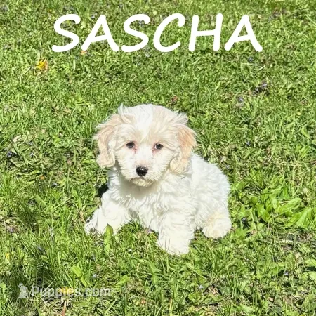 Sascha – Cockapoo puppy for sale in New Richland, MN