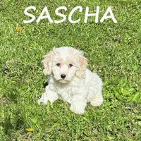 Sascha, a female Cockapoo for sale in New Richland, MN – 1 of 3
