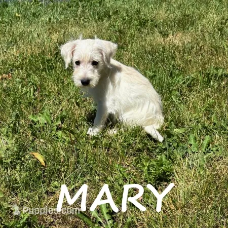 Mary – Schnoodle puppy for sale in New Richland, MN