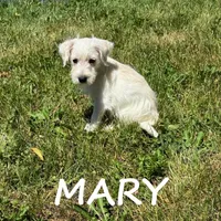 Mary, a female Schnoodle for sale in New Richland, MN – 1 of 3