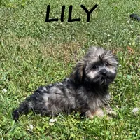 Lily, a female Shorkie for sale in New Richland, MN – 3 of 3