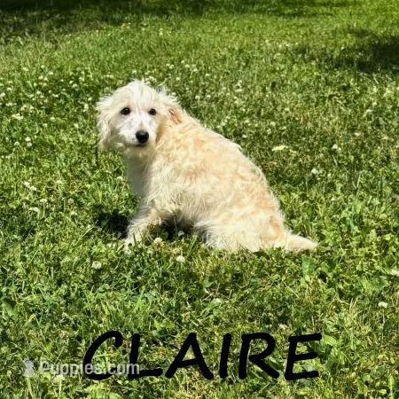 Claire – Schnoodle puppy for sale in New Richland, MN