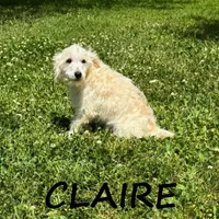 Claire, a female Schnoodle for sale in New Richland, MN – 1 of 3